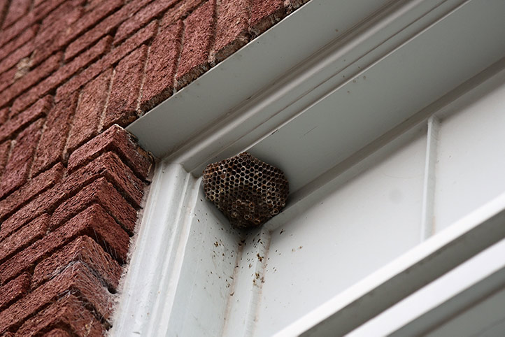 We provide a wasp nest removal service for domestic and commercial properties in Bridgend.