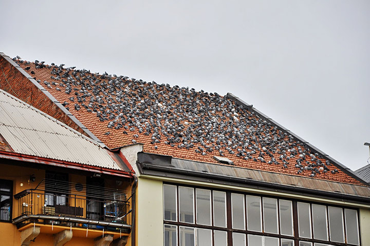 A2B Pest Control are able to install spikes to deter birds from roofs in Bridgend. 